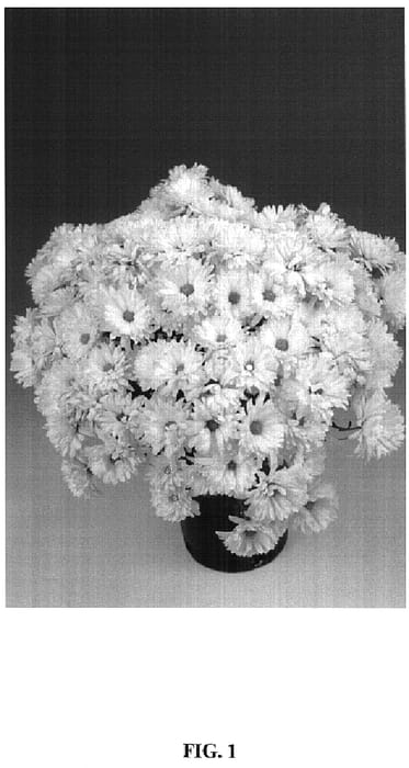 Figure 1 of US plant patent PP14609, the photograph of Jason printed in the patent.