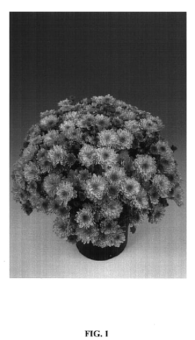 Figure 1 of US plant patent PP14610, the photograph of Medusa printed in the patent.