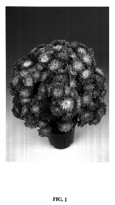 Figure 1 of US plant patent PP14611, the photograph of Ceres printed in the patent.