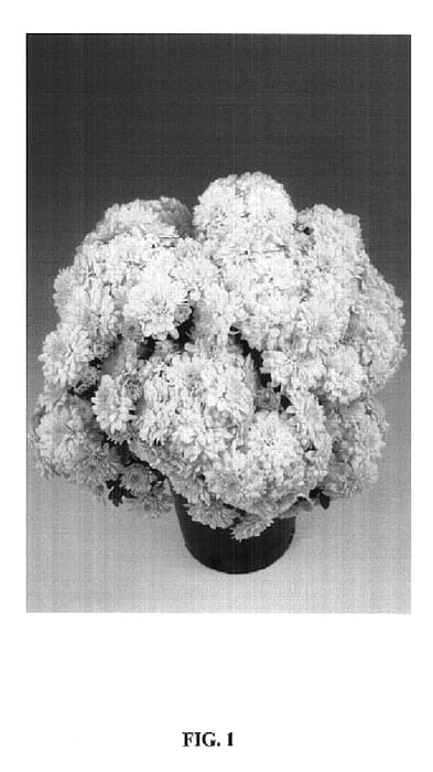 Figure 1 of US plant patent PP14612, the photograph of Castor printed in the patent.