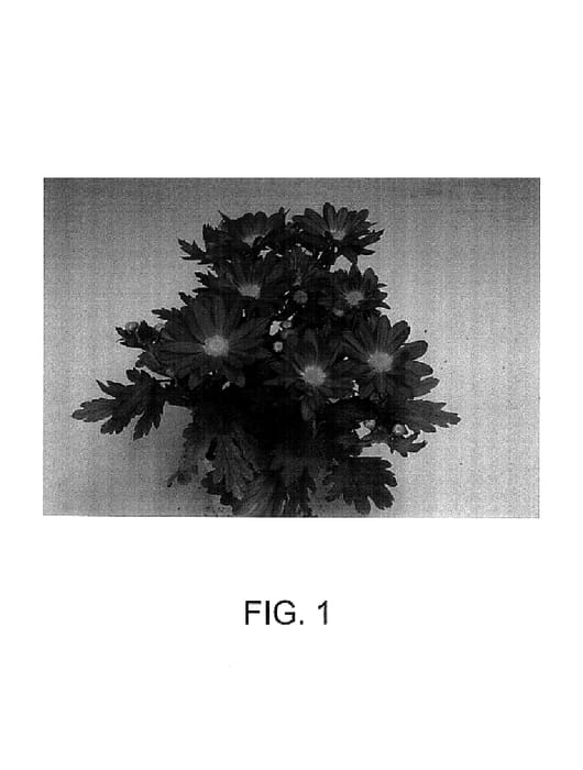 Figure 1 of US plant patent PP14613, the photograph of Summit printed in the patent.