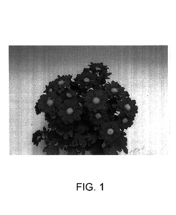 Figure 1 of US plant patent PP14614, the photograph of Evans printed in the patent.