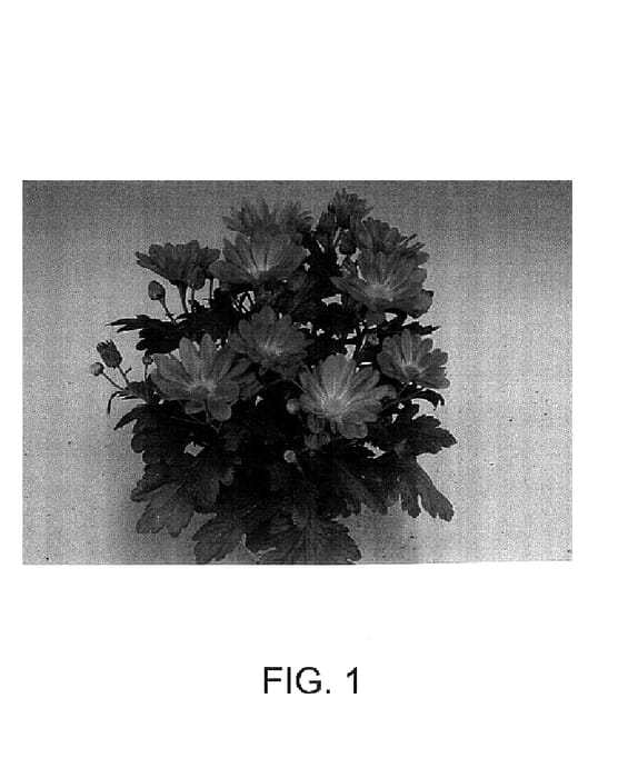 Figure 1 of US plant patent PP14615, the photograph of Hayes printed in the patent.