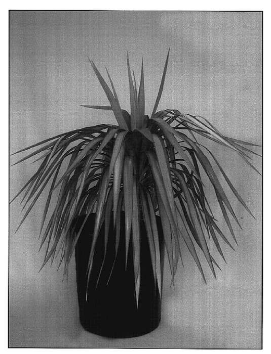 Figure 1 of US plant patent PP14616, the photograph of Monca printed in the patent.