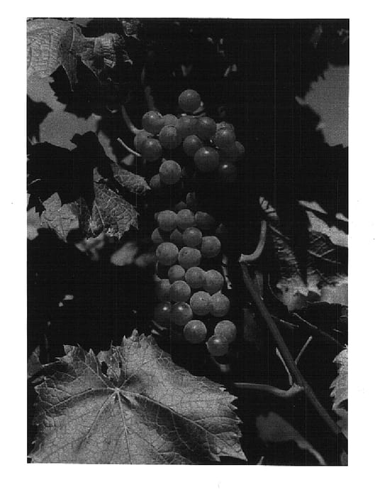 Figure 1 of US plant patent PP14617, the photograph of La Crescent printed in the patent.