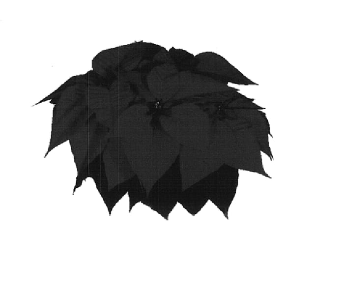Figure 1 of US plant patent PP14618, the photograph of NPCW02044 printed in the patent.