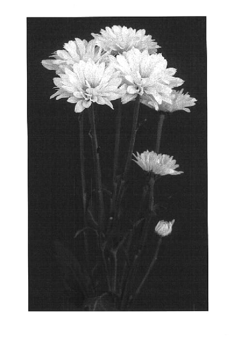 Figure 1 of US plant patent PP14619, the photograph of Arango printed in the patent.