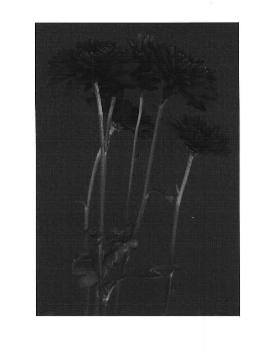 Figure 1 of US plant patent PP14620, the photograph of True printed in the patent.