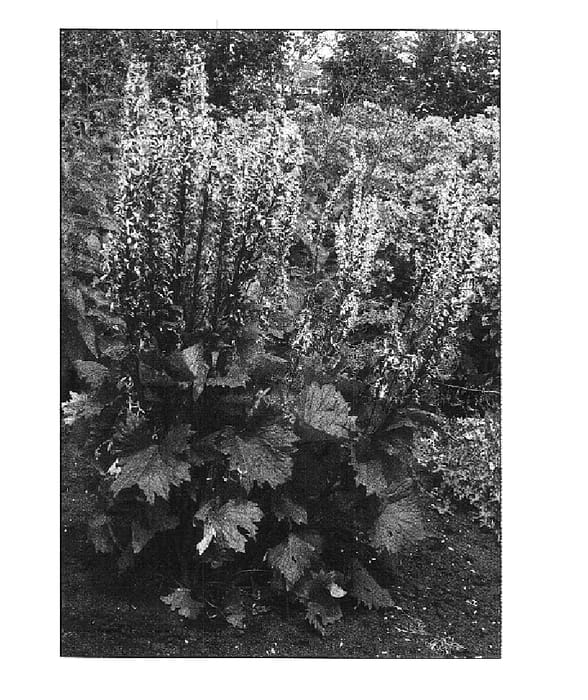 Figure 1 of US plant patent PP14621, the photograph of Little Rocket printed in the patent.