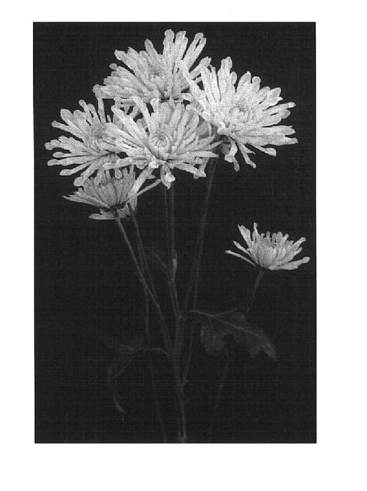 Figure 1 of US plant patent PP14622, the photograph of Yellow Contact printed in the patent.