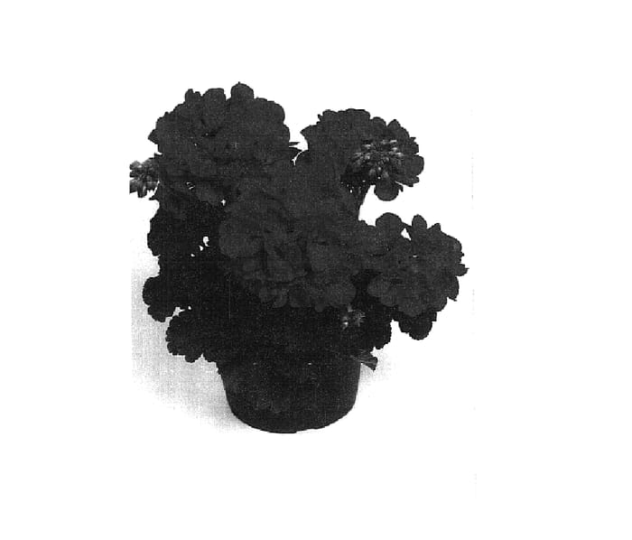 Figure 1 of US plant patent PP14623, the photograph of Baldesgrapi printed in the patent.