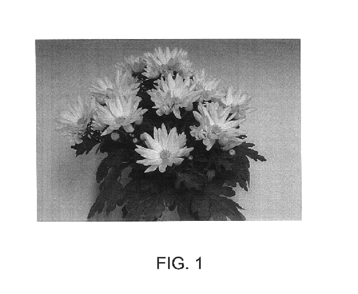 Figure 1 of US plant patent PP14624, the photograph of Powell printed in the patent.