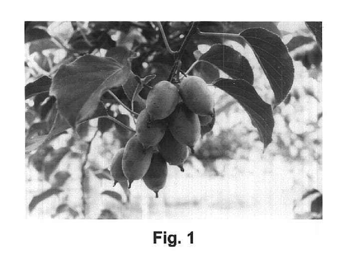 Figure 1 of US plant patent PP14625, the photograph of Hortgem Rua printed in the patent.