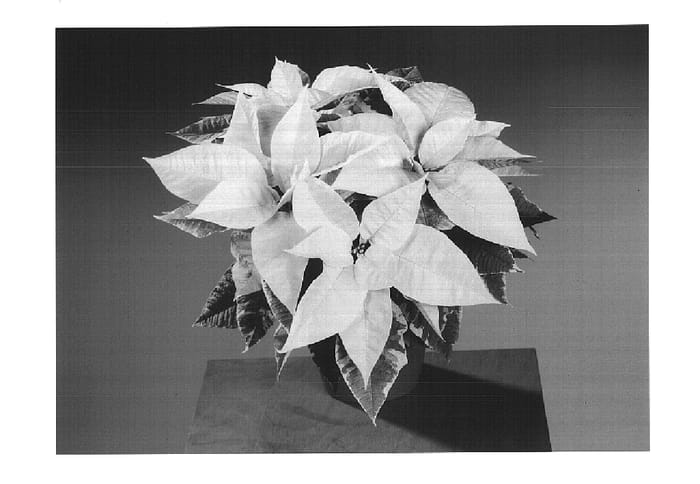 Figure 1 of US plant patent PP14626, the photograph of Fiswhite Silver printed in the patent.