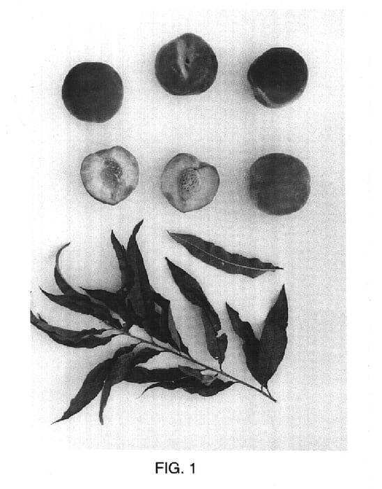 Figure 1 of US plant patent PP14627, the photograph of TexKing printed in the patent.