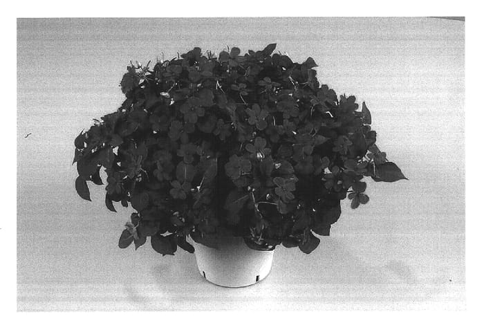 Figure 1 of US plant patent PP14628, the photograph of Danchepurjoy printed in the patent.