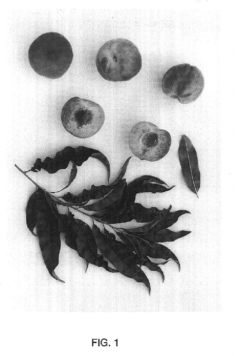 Figure 1 of US plant patent PP14629, the photograph of TexPrince printed in the patent.