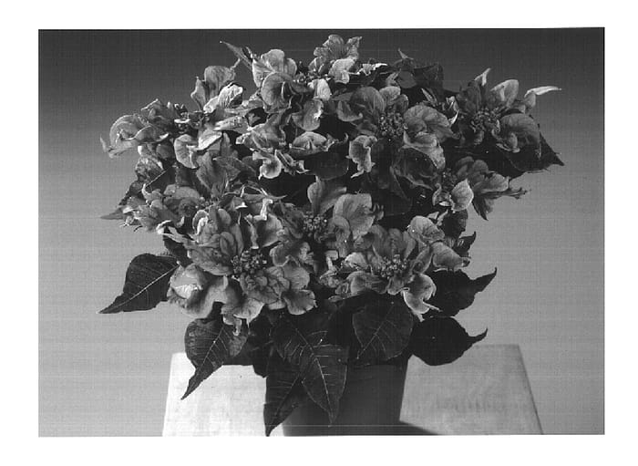 Figure 1 of US plant patent PP14630, the photograph of Future Pink printed in the patent.