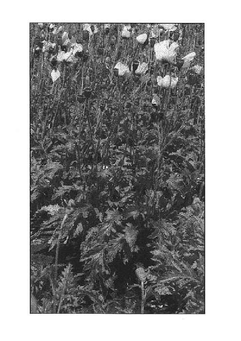 Figure 1 of US plant patent PP14631, the photograph of Papillon printed in the patent.