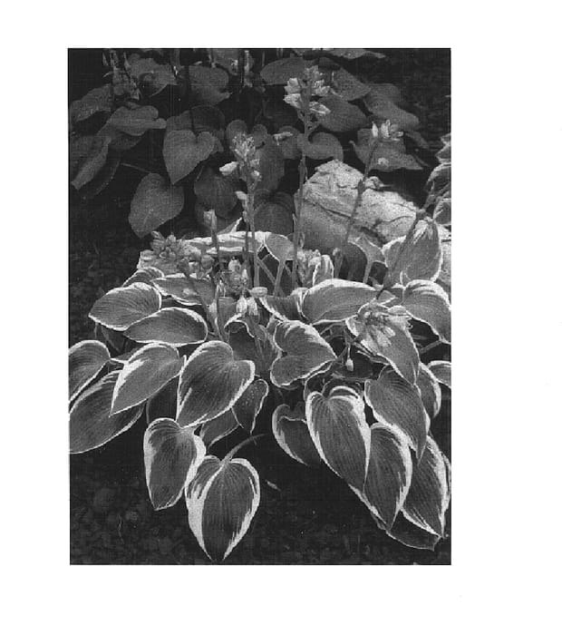 Figure 1 of US plant patent PP14632, the photograph of El Nino printed in the patent.