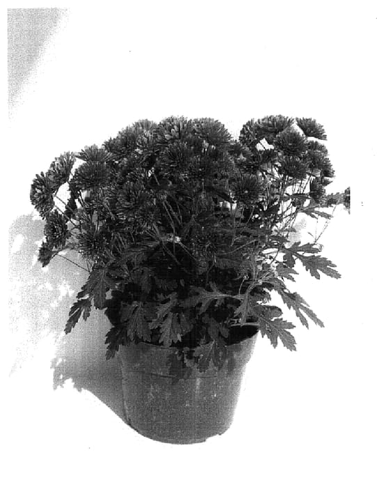 Figure 1 of US plant patent PP14633, the photograph of Moza Ves 02 printed in the patent.