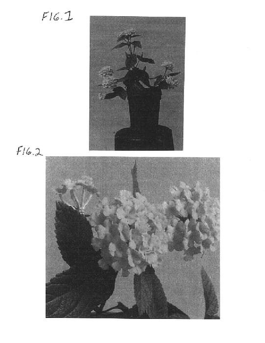 Figure 1 of US plant patent PP14634, the photograph of Balucgold printed in the patent.