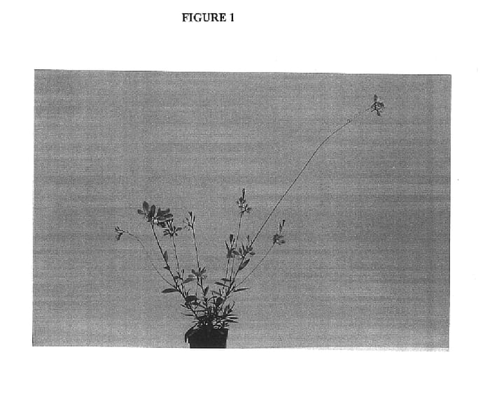 Figure 1 of US plant patent PP14635, the photograph of Baltinrose printed in the patent.