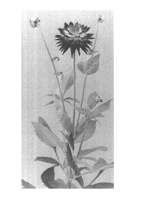 Figure 1 of US plant patent PP14636, the photograph of Karma Bon Bini printed in the patent.