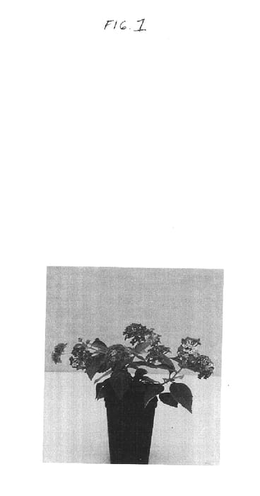Figure 1 of US plant patent PP14637, the photograph of Balucpeach printed in the patent.