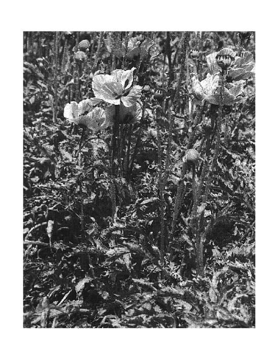Figure 1 of US plant patent PP14638, the photograph of Baby Kiss printed in the patent.