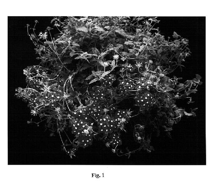 Figure 1 of US plant patent PP14639, the photograph of Sumverb 06 printed in the patent.