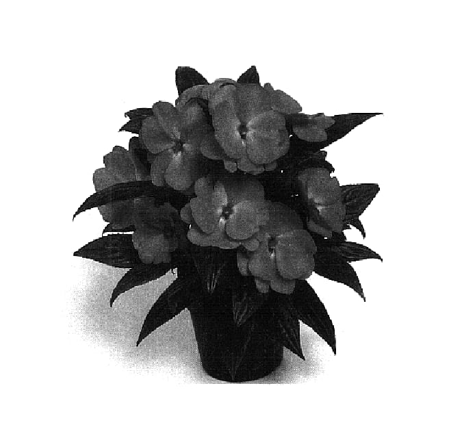 Figure 1 of US plant patent PP14640, the photograph of Balceltrop printed in the patent.