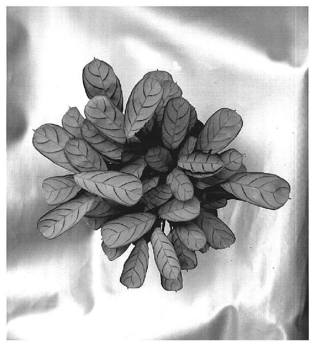 Figure 1 of US plant patent PP14641, the photograph of Amagris printed in the patent.