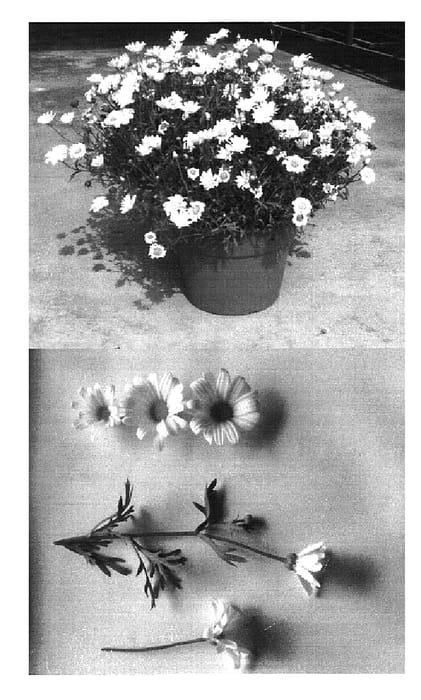 Figure 1 of US plant patent PP14642, the photograph of Vanilla printed in the patent.