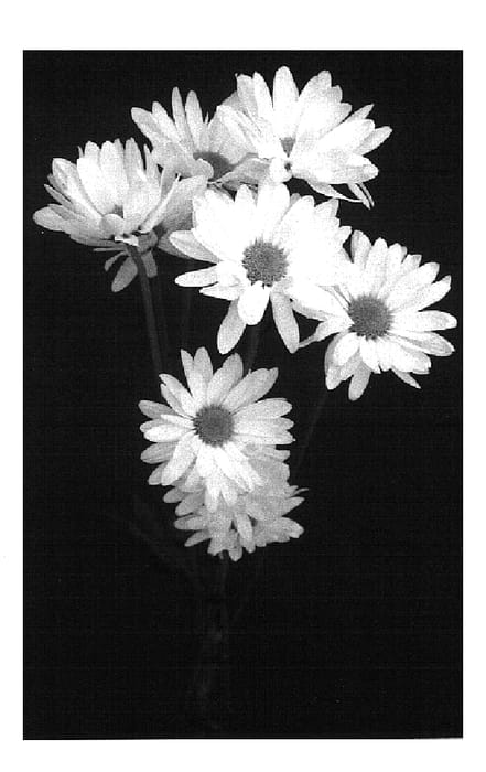 Figure 1 of US plant patent PP14643, the photograph of Limit printed in the patent.