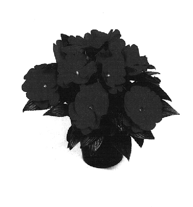 Figure 1 of US plant patent PP14644, the photograph of Balcebscapi printed in the patent.