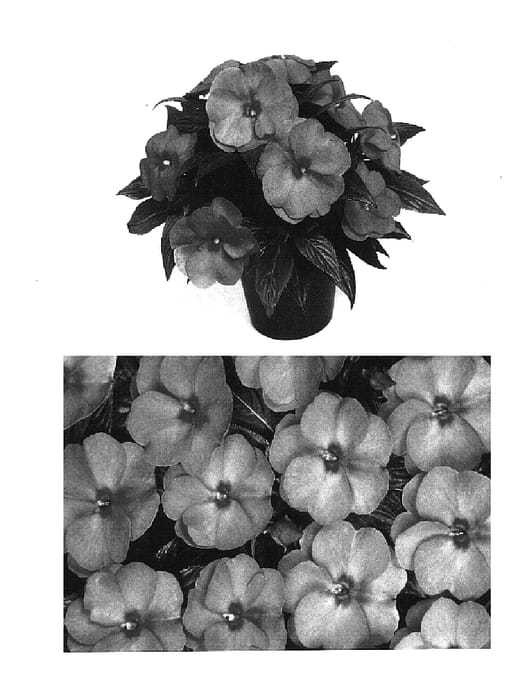 Figure 1 of US plant patent PP14645, the photograph of Balcelpink printed in the patent.