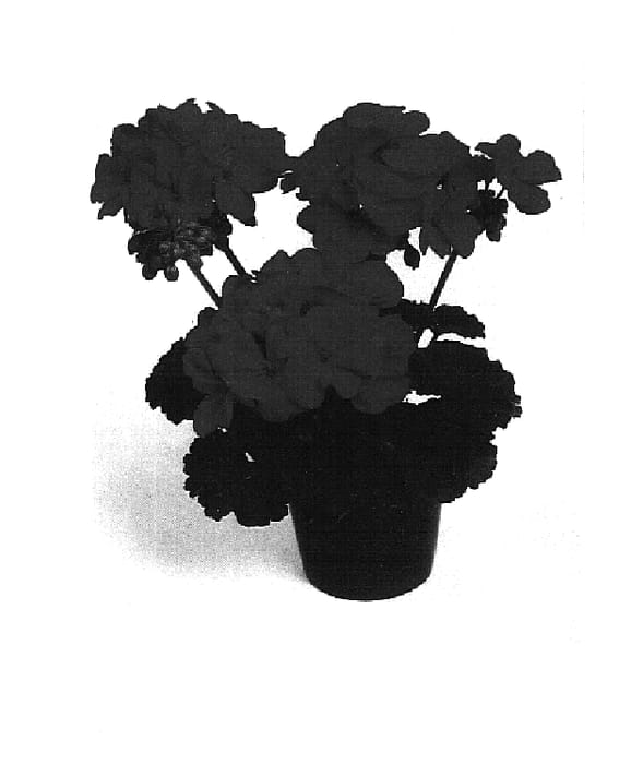 Figure 1 of US plant patent PP14647, the photograph of Sil Onno printed in the patent.