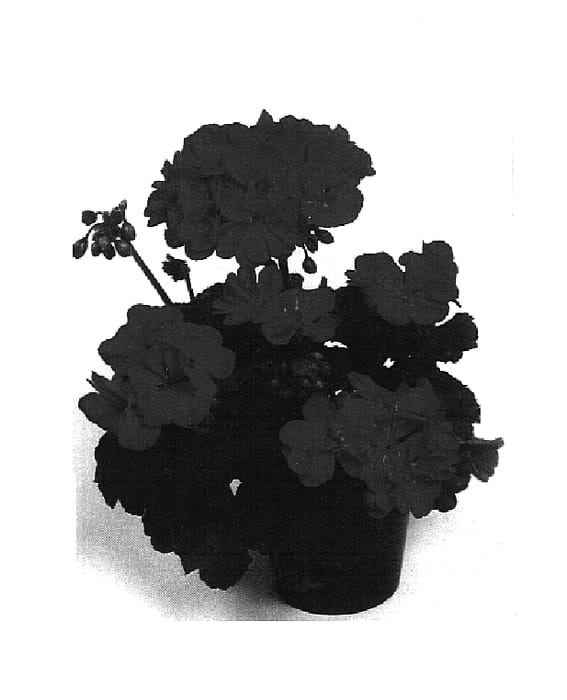 Figure 1 of US plant patent PP14648, the photograph of Balfanvio printed in the patent.