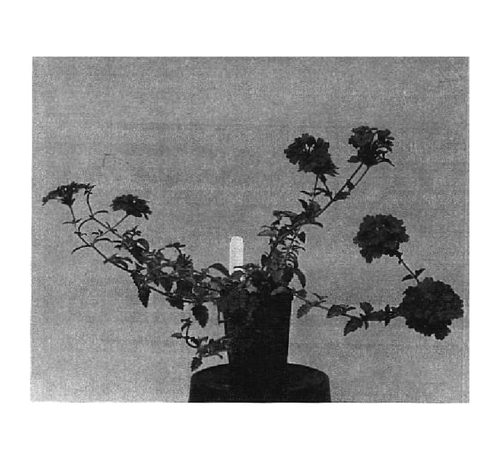Figure 1 of US plant patent PP14649, the photograph of Balwilvio printed in the patent.