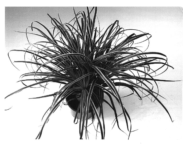 Figure 1 of US plant patent PP14650, the photograph of Gold Star printed in the patent.
