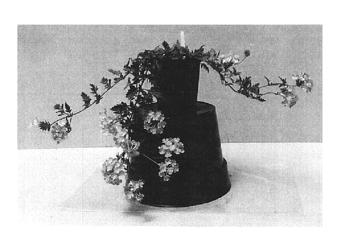 Figure 1 of US plant patent PP14651, the photograph of Balazsilma printed in the patent.