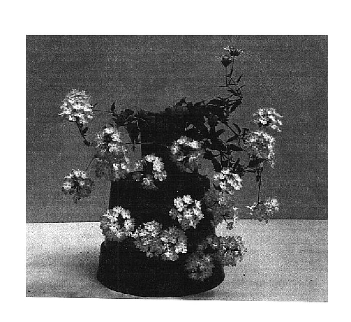 Figure 1 of US plant patent PP14652, the photograph of Balazpico printed in the patent.