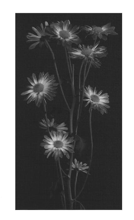 Figure 1 of US plant patent PP14653, the photograph of Coral Fiction printed in the patent.