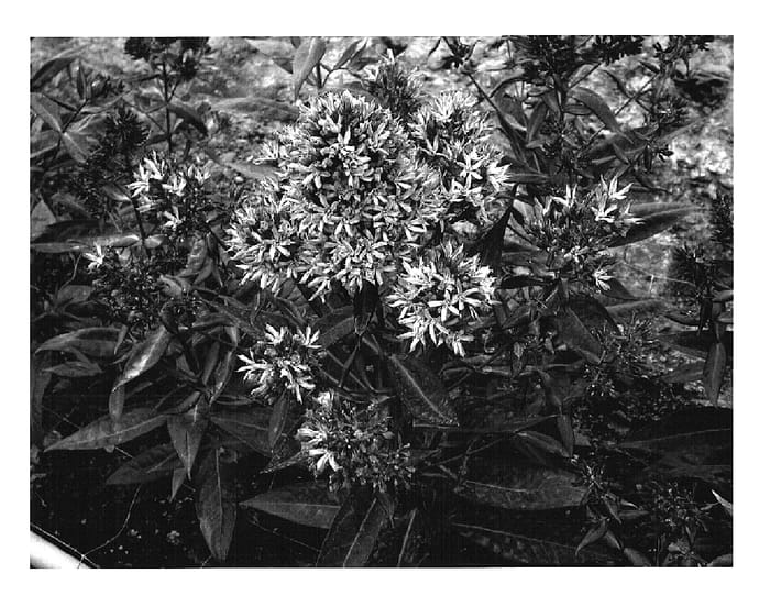 Figure 1 of US plant patent PP14654, the photograph of Fancy Feelings printed in the patent.