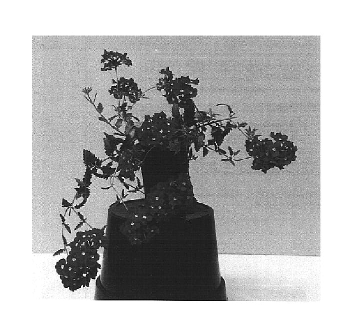 Figure 1 of US plant patent PP14655, the photograph of Balazrasp printed in the patent.