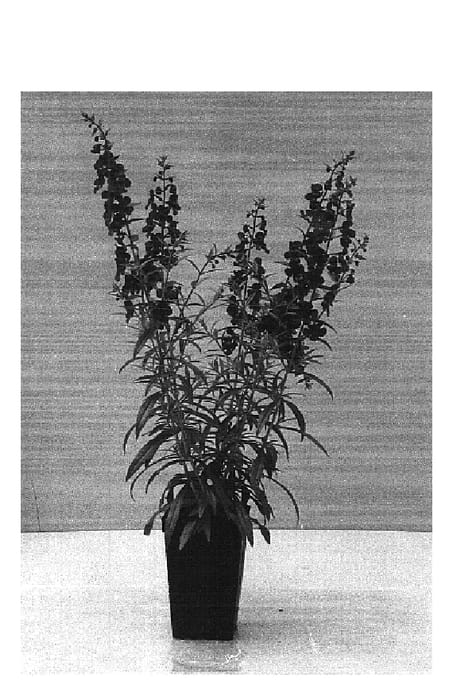 Figure 1 of US plant patent PP14656, the photograph of Balangdepi printed in the patent.