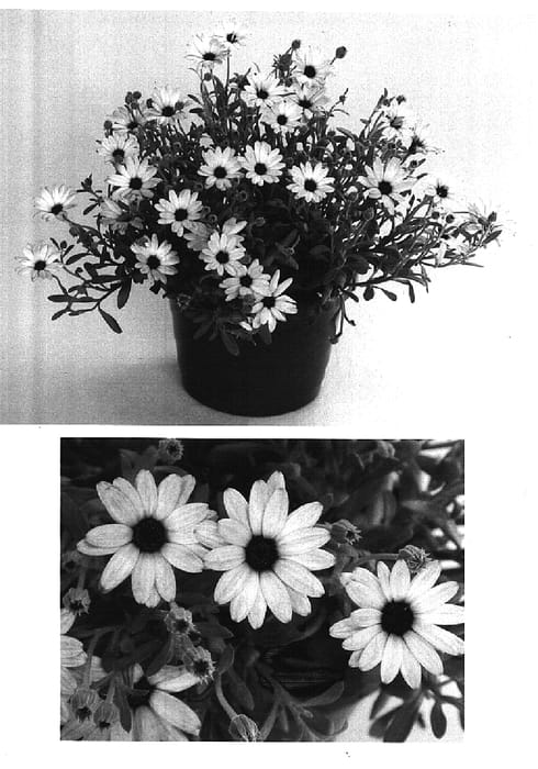 Figure 1 of US plant patent PP14657, the photograph of Seitope printed in the patent.