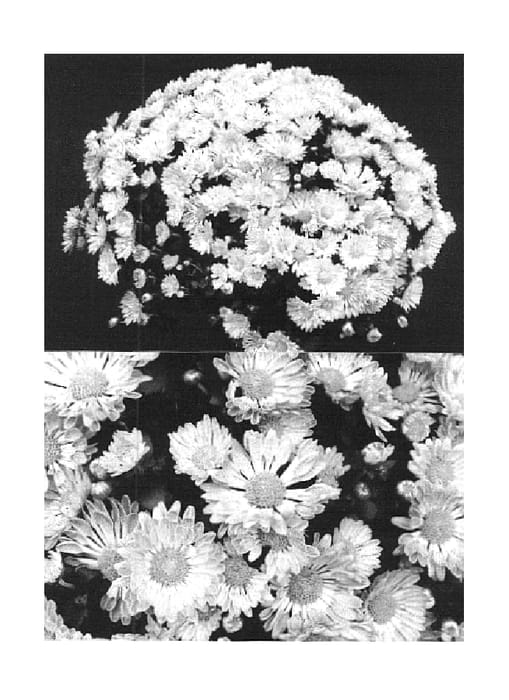Figure 1 of US plant patent PP14658, the photograph of Yomariah printed in the patent.