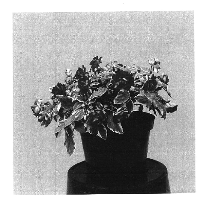 Figure 1 of US plant patent PP14659, the photograph of Balolepep printed in the patent.